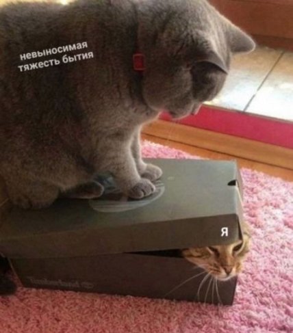Приколы с котами