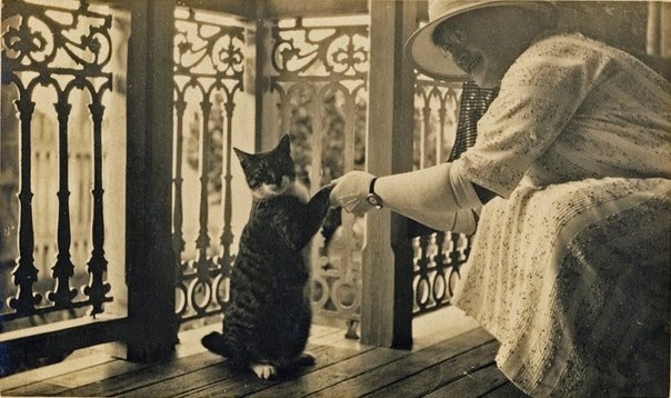 Котики всегда в тренде! Фотографии 1920-х годов. ФОТО