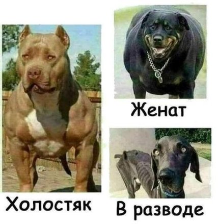 Пока в продаже есть хлеб, яйца и пельмени — холостяки так просто не сдадутся: смешные анекдоты про неженатых (ФОТО) Пока в продаже есть хлеб, яйца и пельмени — холостяки так просто не сдадутся: смешные анекдоты про неженатых (ФОТО)