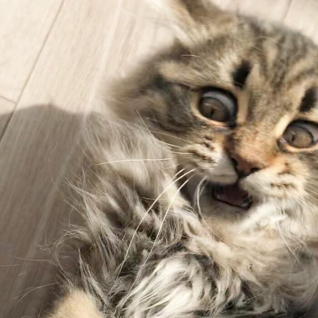 Кошка Яманеко, чьей экспрессии можно только позавидовать (ФОТО)