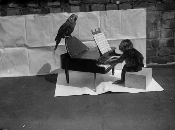 Обезьянка \"играет\" на своем игрушечном пианино для попугая, 1927 г. ФОТО
