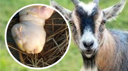 В Индии рождение чудовища испугало местных жителей