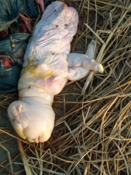 Новорожденное животное имеет морду удивительно подобную человеческому лицу