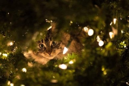 Вероятно, котов манят сверкающие огоньки гирлянд