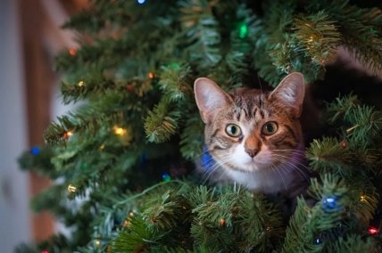 Они и сами неплохо выглядят в качестве игрушек