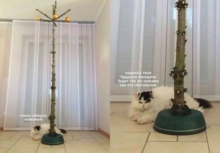 Голые елки — оскорбление для кота