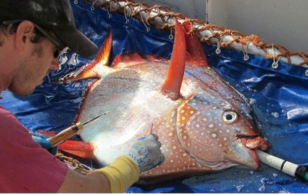 Ученые нашли первую в мире теплокровную рыбу. ВИДЕО