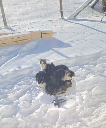 Коты нашли способ погреться зимой и выключили интернет