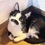 Кошка с усами Фредди Меркьюри прославилась в сети (ФОТО)