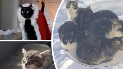 Коты бывают разные