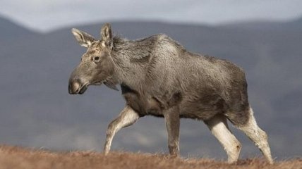 Дикий лось испугал жительницу дома