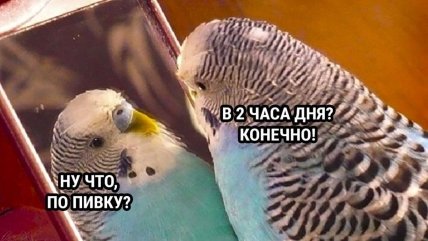 В Австралии нашествие пьяных попугаев: как так получилось (видео ) В Австралии нашествие пьяных попугаев: как так получилось (видео )