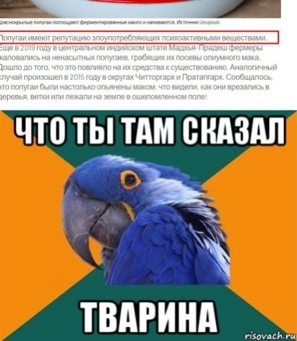 В Австралии нашествие пьяных попугаев: как так получилось (видео ) В Австралии нашествие пьяных попугаев: как так получилось (видео )