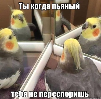 В Австралии нашествие пьяных попугаев: как так получилось (видео ) В Австралии нашествие пьяных попугаев: как так получилось (видео )