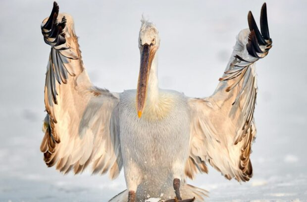 Дерзкий пеликан показал фотографу \"неприличный жест\" (фото)
