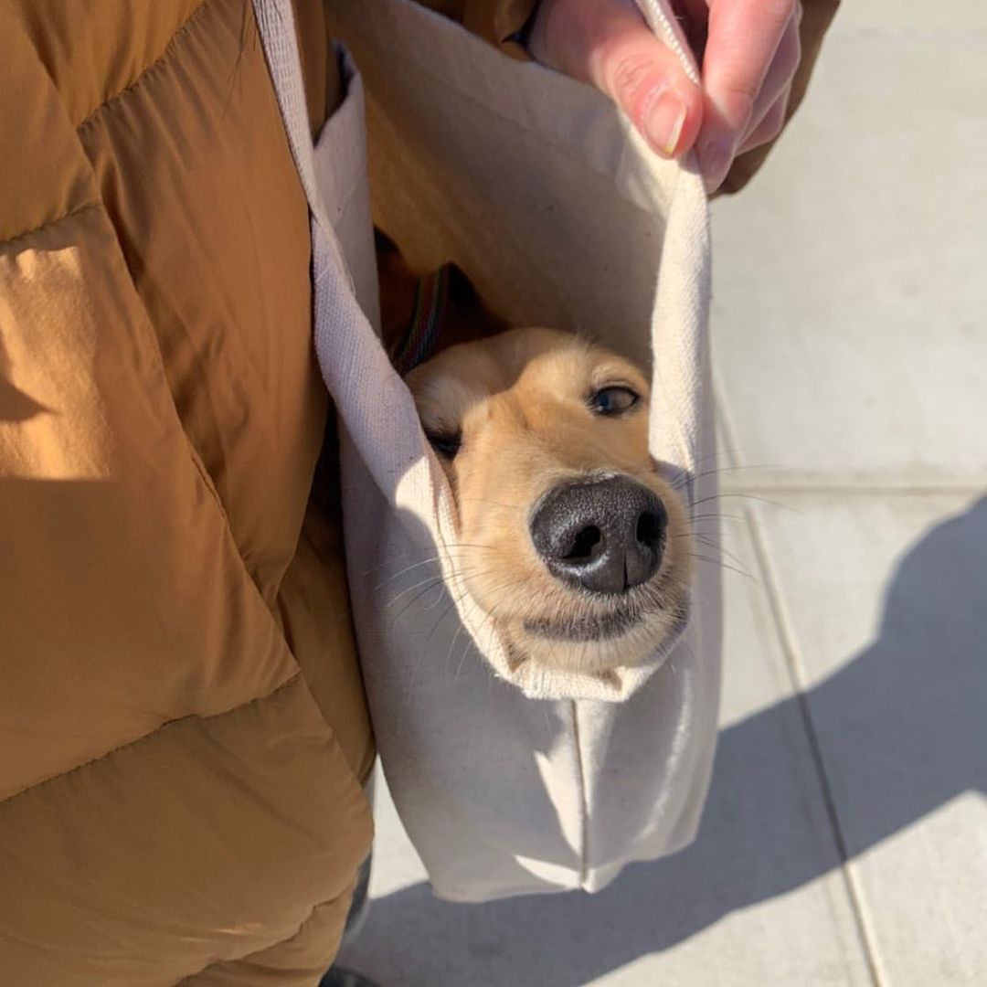 В Instagram собрали уморительные фото собак, которых хозяева носят в сумках