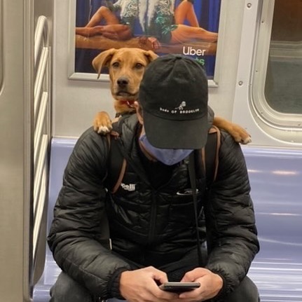 В Instagram собрали уморительные фото собак, которых хозяева носят в сумках