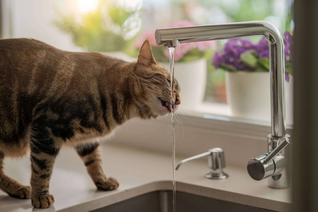 Кот неумело пил воду: видео стало вирусным (ФОТО, ВИДЕО)