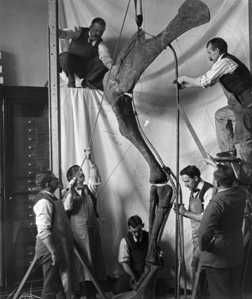 Археологи собирают ногу динозавра, 1916 г. ФОТО