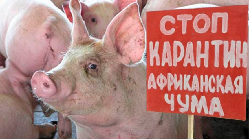 На Николаевщине обнаружен новый очаг африканской чумы свиней
