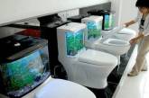 Японские туалеты на мировом пьедестале – это и есть ядро культуры?