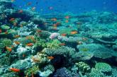 В мировом океане кончается кислород - предупреждают ученые