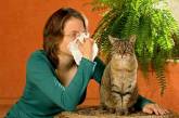 7 распространенных  мифов об аллергии