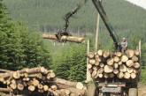 Как реликтовые леса украинских Карпат превращаются в мебель «Икеа»