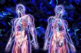 Може світитися у темряві: 11 неймовірних фактів про людське тіло