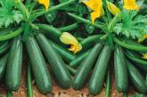 Допомагає схуднути, лікує серце, бореться з раком: 10 унікальних властивостей одного зеленого овоча