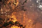 На Николаевщине бушевал масштабный лесной пожар!