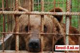 Под Первомайском обнаружили трех медведей, которых содержат в страшных условиях и натравливают на них собак