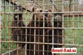 Николаевские защитники животных считают, что «первомайских медведей» их хозяин использовал для наживы
