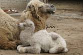 В Николаевском зоопарке родился редчайший белый верблюжонок