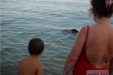 Опасный морской хищник напугал отдыхающих на пляже под Одессой. ФОТО, ВИДЕО