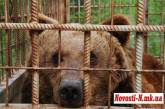 В Украине на отловленных медведях тренируют собак. Предварительно хищникам вырывают зубы и когти