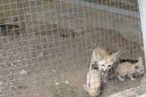 В Николаевском зоопарке у маленьких фенеков появились детеныши