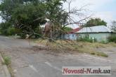 В Николаеве упало очередное дерево. Перекрыта одна из улиц