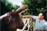 В Николаевском зоопарке отметили юбилей бегемота Казимира