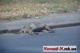 Главная магистраль Николаева буквально усеяна мертвыми собаками