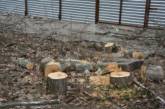 За уничтожение деревьев в парке фирму  «Аннабелла» оштрафовали на 20 тыс.  гривен 