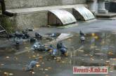 Николаевские голуби предсказывают теплую погоду на ближайшие пять дней