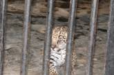 В Николаевском зоопарке родились маленькие ягуары