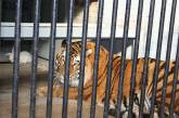 В Николаевском зоопарке пополнение — у амурских тигров родилось потомство