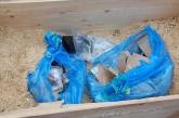 Житель села на Николаевщине нашел ампулы с «ядом»