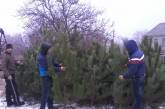 За время «Новогодней елочной кампании» николаевские лесники продали почти 30 тысяч деревьев