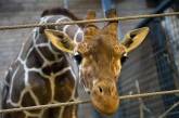 Коллектив Николаевского зоопарка требует наказать тех, кто казнил жирафа в Копенгагене
