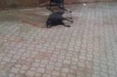 В центре города неизвестные отравили бездомную собаку: животное билось в конвульсиях несколько часов
