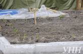 Активисты на Майдане разбили огород и собираются построить свинарник.ФОТО