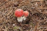 Избежать отравления грибами легко: просто откажитесь от употребления дикорастущих даров леса